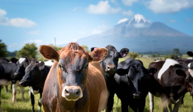How digital technology culls guesswork from the business of farming