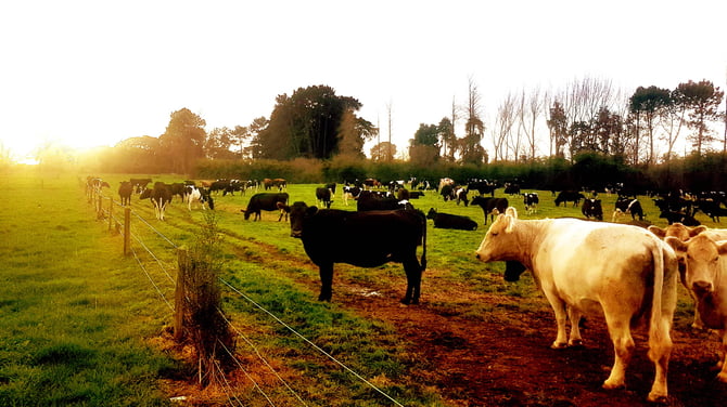 Update from the farm gate: reflections from dairy farmer Matthew Zonderop