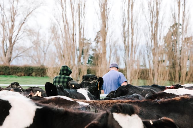 Kiwi farmers and accountants, now is the time to take control