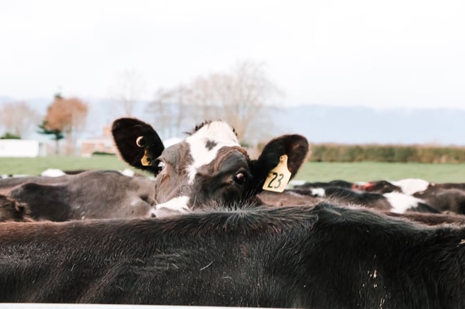 Brett Bennet, FARMit: How will NZ agribusinesses fare with the current social and economic climate?